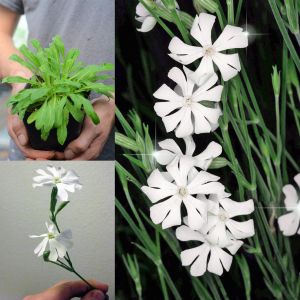 Silene Capensis Afrika Rüya otu tohumu