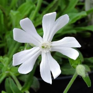 Silene Capensis Afrika Rüya otu tohumu