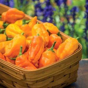 Pepperoncini Turuncu acı chili biberi tohumu