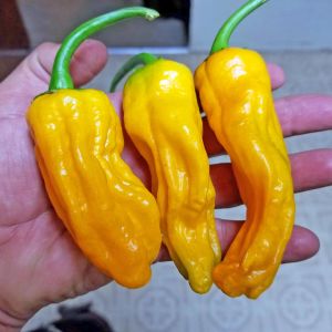 Pepperoncini Turuncu acı chili biberi tohumu