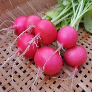 Erkenci pembe turp tohumu geleneksel pink beauty radish