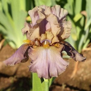 Downtown brown iris süsen çiçeği soğanı iris germanica