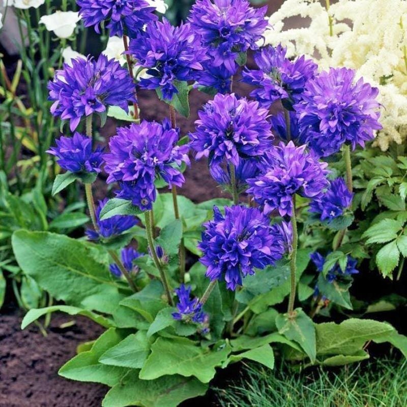 Campanula glomerata tohumu top çiçekli kampanula acaulis