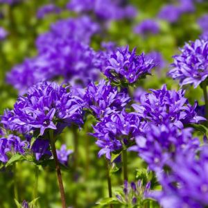 Campanula glomerata tohumu top çiçekli kampanula acaulis