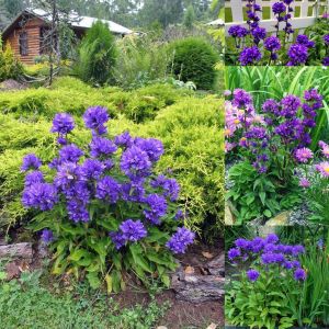 Campanula glomerata tohumu top çiçekli kampanula acaulis