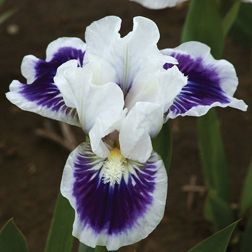 Jenny grace bodur iris süsen çiçeği soğanı iris pumila