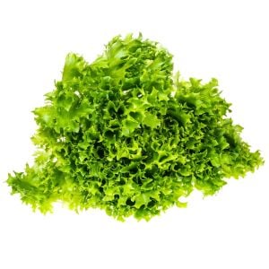 Kıvırcık marul tohumu atalık geniş yapraklı green ice lettuce