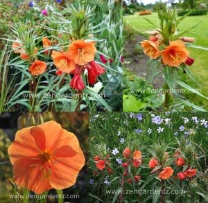 Kırmızı ezan çiçeği tohumu oenothera versicolor sunset boulevard