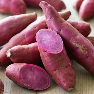 Tatlı patates fidesi mor meyveli erato violet sweet potato