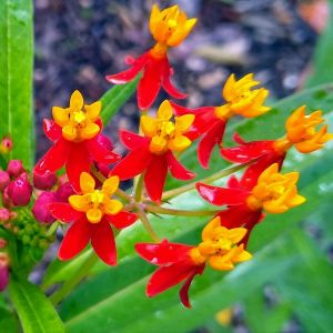 Kelebek çiçeği asclepias tohumu Kan Çiçeği Asclepias Curassavica