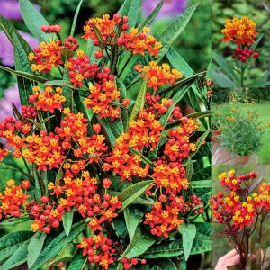 Kelebek çiçeği asclepias tohumu Kan Çiçeği Asclepias Curassavica