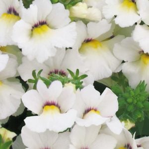 Beyaz nemezya çiçeği fidesi nemesia lyric white