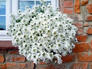 Beyaz nemezya çiçeği fidesi nemesia lyric white