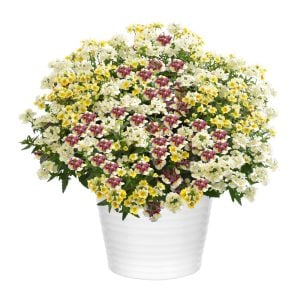 Beyaz nemezya çiçeği fidesi nemesia lyric white