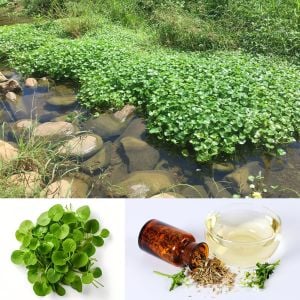 Su teresi tohumu watercress nasturtium officinale