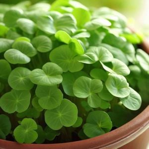 Su teresi tohumu watercress nasturtium officinale