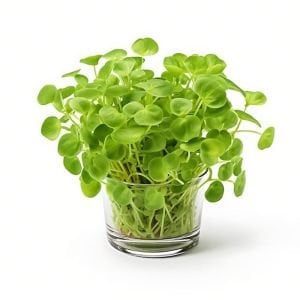 Su teresi tohumu watercress nasturtium officinale