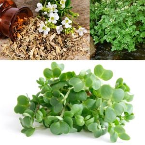 Su teresi tohumu watercress nasturtium officinale