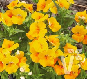 Sarı nemezya çiçeği fidesi nemesia lyric yellow