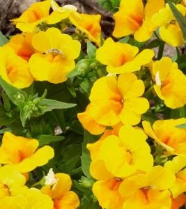 Sarı nemezya çiçeği fidesi nemesia lyric yellow