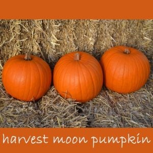 Hasat balkabağı tohumu harvest moon pumpkin F1