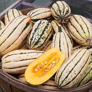 Delicata kışlık kabak tohumu winter squash