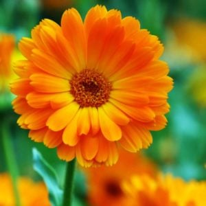 Turuncu aynısafa çiçeği tohumu Genta calendula officinalis