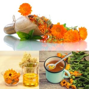 Turuncu aynısafa çiçeği tohumu Genta calendula officinalis