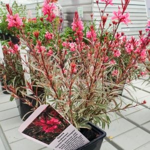 Alaca yapraklı gaura fidesi pembe çiçekli gambit variegata rose