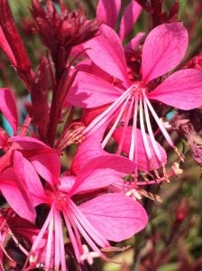 Alaca yapraklı gaura fidesi pembe çiçekli gambit variegata rose