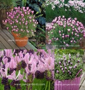 Pembe stoechas lavanta fidesi lavandula stoechas bandera deep rose