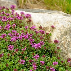 Yayılıcı kekik tohumu creeping thyme limon kokulu çiçekli