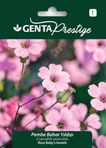 Pembe bahar yıldızı tohumu Genta gypsophila