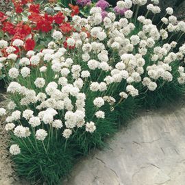 Beyaz armeria maritima çiçeği