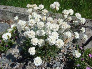 Beyaz armeria maritima çiçeği