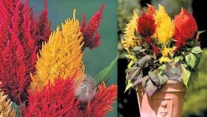 Celosia tohumu pampas püskül çiçekli horozibiği renkli karışım