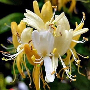 Halls prolific hanımeli sarmaşığı honeysuckle lonicera japonica