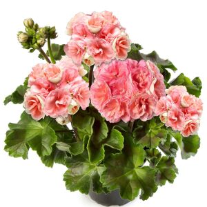 Rosebud Astrid gül sardunya fidesi pelargonium zonale