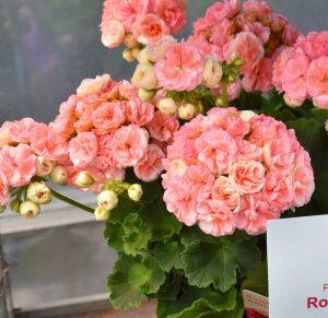 Rosebud Astrid gül sardunya fidesi pelargonium zonale