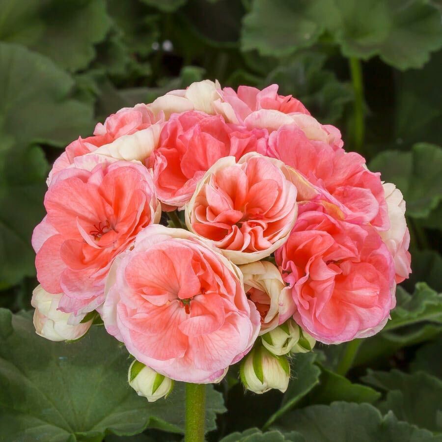 Rosebud Astrid Gül Sardunya Fidesi Pelargonium Zonale - 115,23 TL