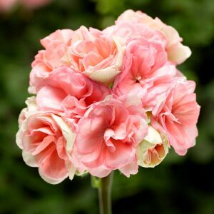 Rosebud Astrid gül sardunya fidesi pelargonium zonale