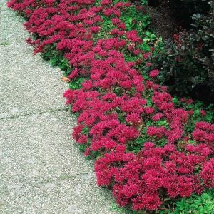 Sedum tohumu bronz yapraklı pembe çiçekli coccineum stonecrop