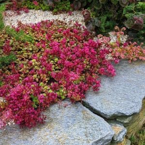 Sedum tohumu bronz yapraklı pembe çiçekli coccineum stonecrop