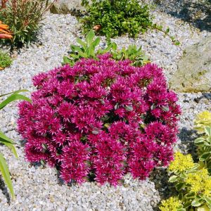 Sedum tohumu bronz yapraklı pembe çiçekli coccineum stonecrop