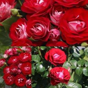 Rose der Einheit saksı ve peyzaj gül fidanı aşılı 4+ yaş