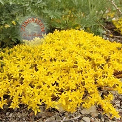 Sedum tohumu sarı çiçekli sedum acre stonecrop