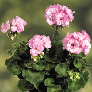 Pembe kontürlü sardunya fidesi pelargonium pink picotee