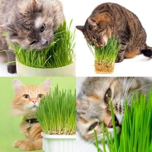 Kedi çimi tohumu 25gr. lık paket cat grass