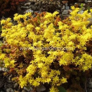 Sedum tohumu yenebilir varyete sedum sexangulare