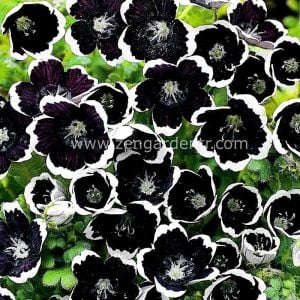 Siyah nemophila tohumu menziesii penny black seeds